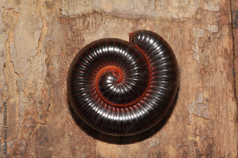 Coil of Millipedes, Narceus americanus, are arthropods that have two pairs of legs per segment Coil of Millipedes, Narceus americanus, are arthropods that have two pairs of legs per segment