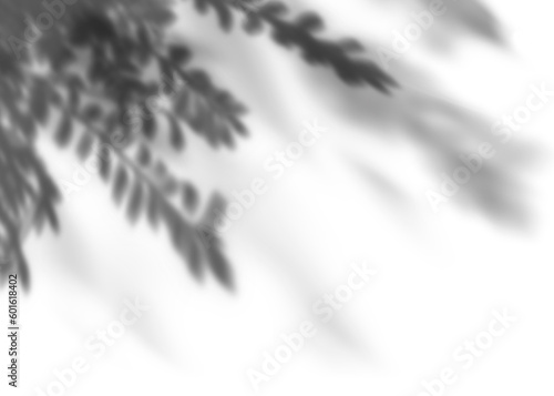 Tropical leaves natural shadow overlay on white background  Layout composition overlay on product presentation  backdrop and mockup for all seasonal concept