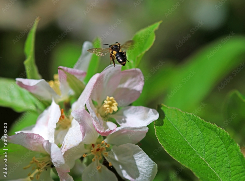 Selective focus. A honey bee collecting pollen on flowers from an apple tree Selective focus. A honey bee collecting pollen on flowers from an apple tree