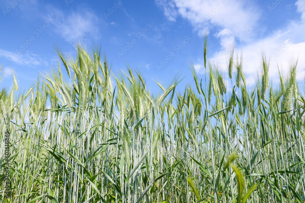 Obraz premium Wheat ear deep green color cereal cultivation detail close up
