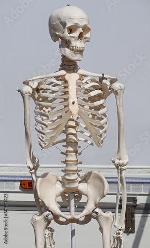 Human skeleton for demonstration made of plastic