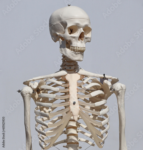 Human skeleton for demonstration made of plastic