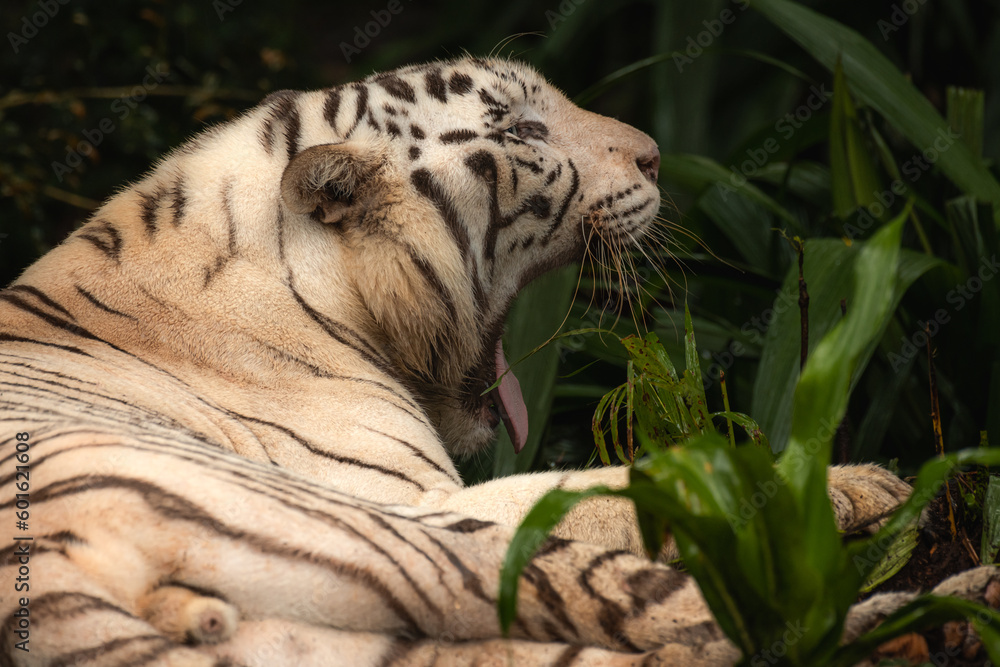 Naklejka premium White tiger with black stripes laying down on the ground yawning. Full size portrait. Close view with green blurred background. Wild animals in zoo, big cat