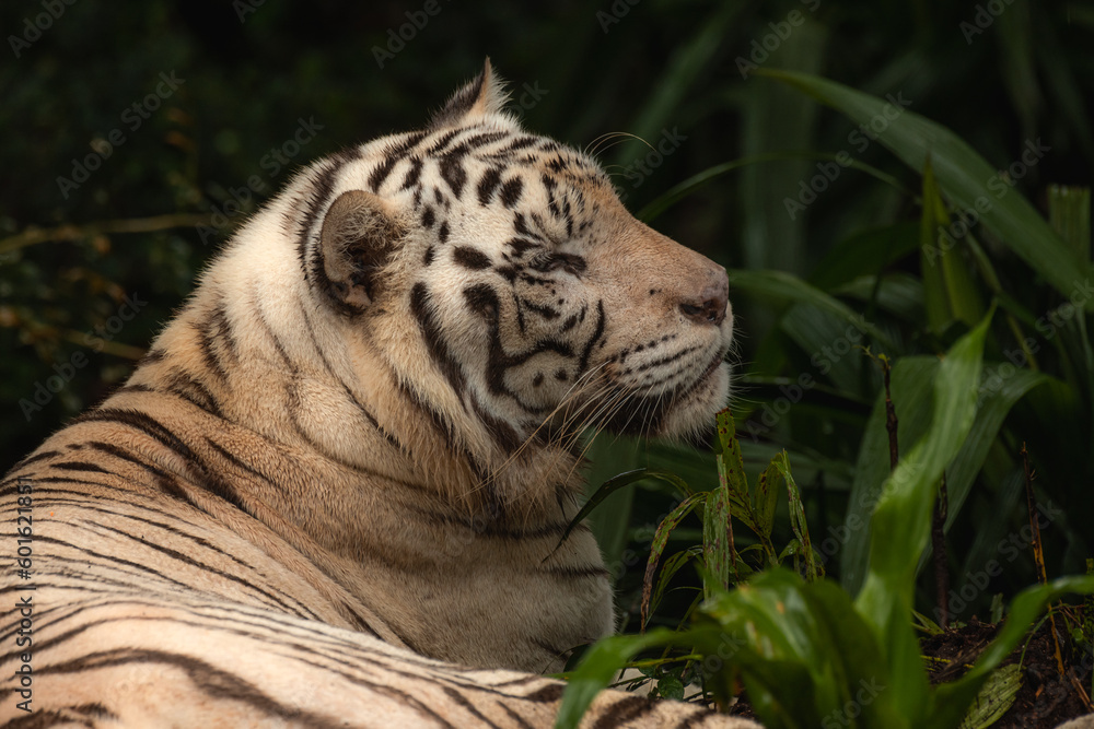 Side face portrait of a white bengal tiger laying peacefully in the jungle, copy space for text