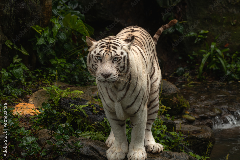 Fototapeta premium The white tiger or bleached tiger is a pigmentation variant of the Bengal tiger, which is reported in the wild from time to time in the Indian states of Madhya Pradesh, Assam, West Bengal and Bihar