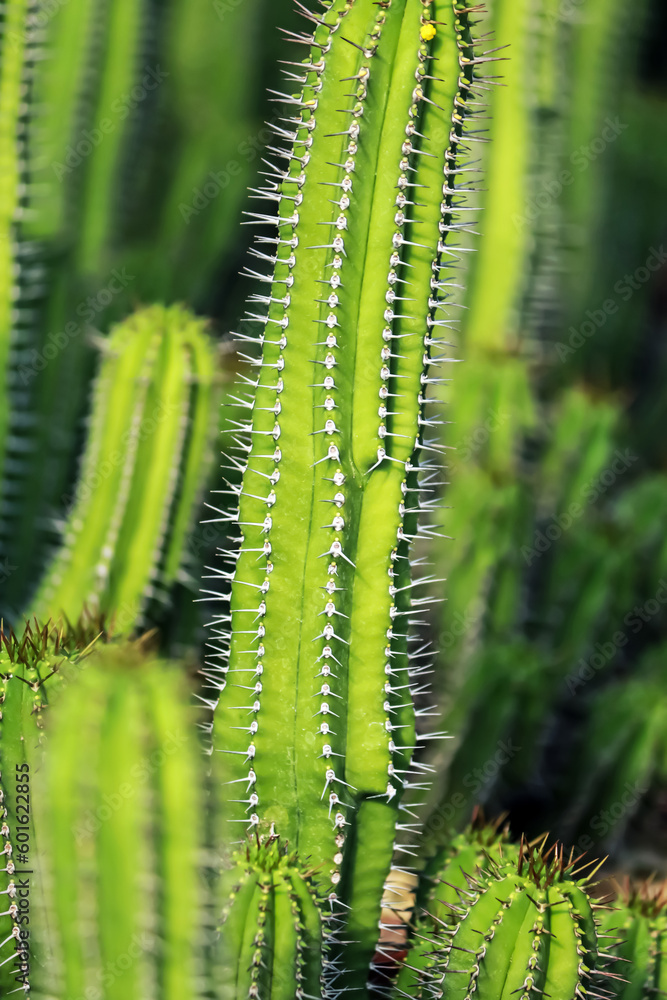 The cactus in the farm