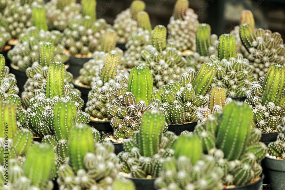 The cactus in the farm The cactus in the farm