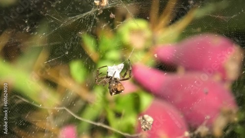 Cyrtophora citricola, the tropical tent-web spider, captures its prey by creating an intricate web, then uses its sharp fangs to bite and inject venom into insect, which immobilizes and kills it. photo