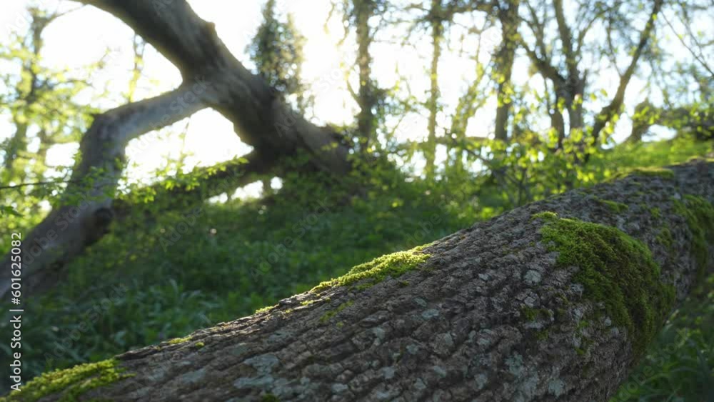 Spring forest and trunk tree with moss. Nature landscape scene. Spring forest and trunk tree with moss. Nature landscape scene.