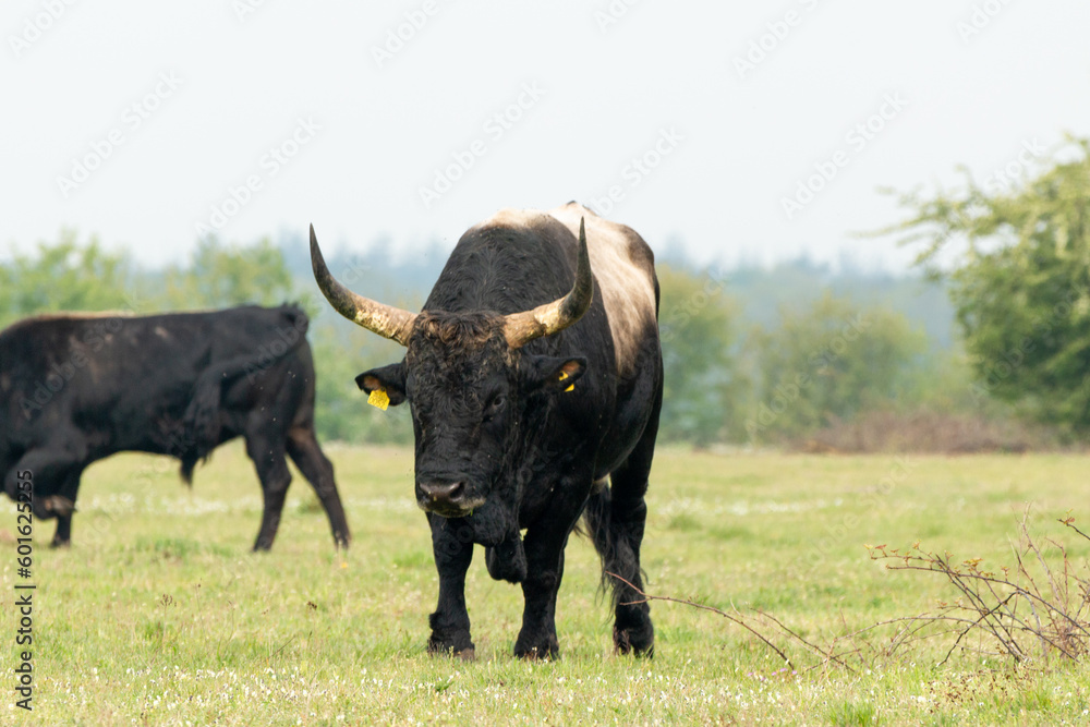 Dutch Taurus bull standing in the Maashorst in Brabant, the Netherlands