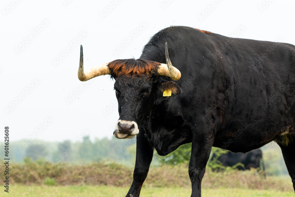 Tauros bull standing in the Maashorst in the province of Brabant in the Netherlands, Europe Tauros bull standing in the Maashorst in the province of Brabant in the Netherlands, Europe