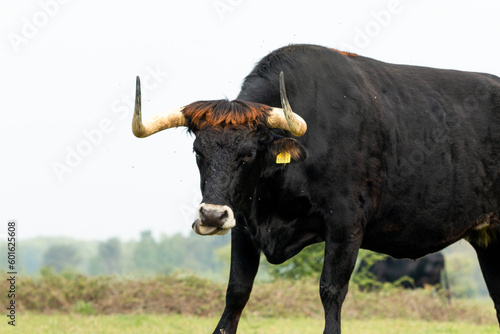 Fototapeta Naklejka Na Ścianę i Meble -  Tauros bull standing in the Maashorst in the province of Brabant in the Netherlands, Europe