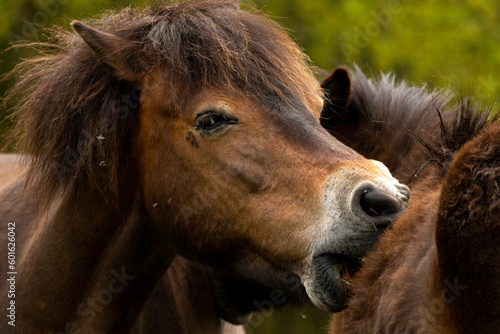 Dutch exmoor pony runs her mouth through the fur of another exmoor pony to clean her of ticks and other insects and parasites