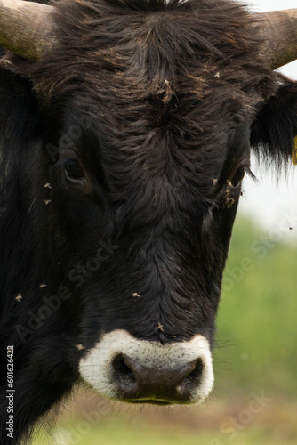 Close up portrait of a tauos bull in the Maashorst in Brabant, The Netherlands photo