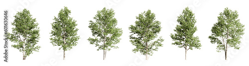 3d render tree isolated on white background