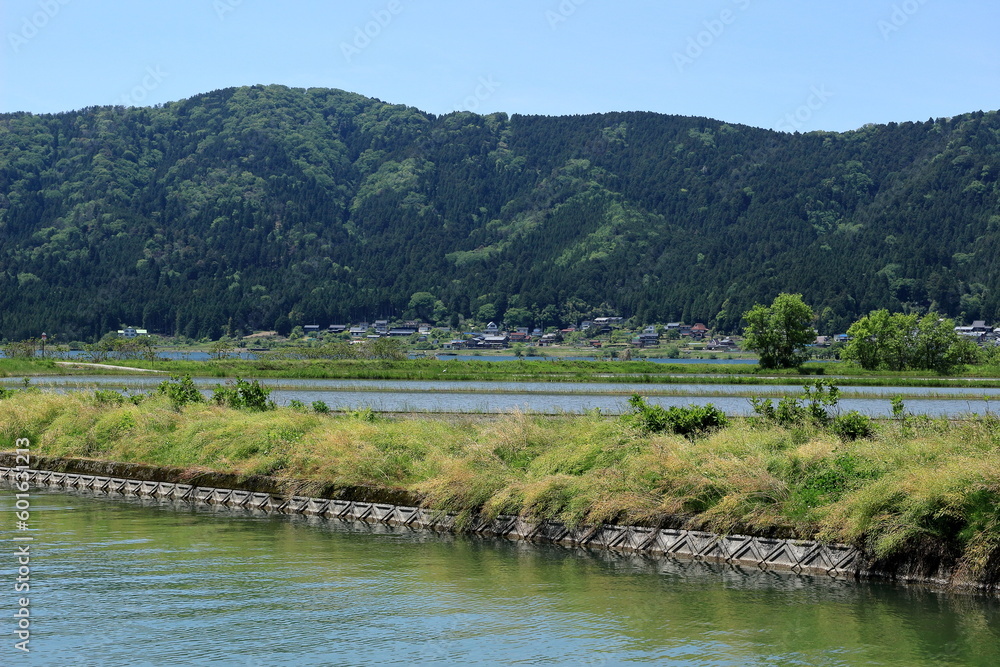 Obraz premium 余呉湖畔の水田