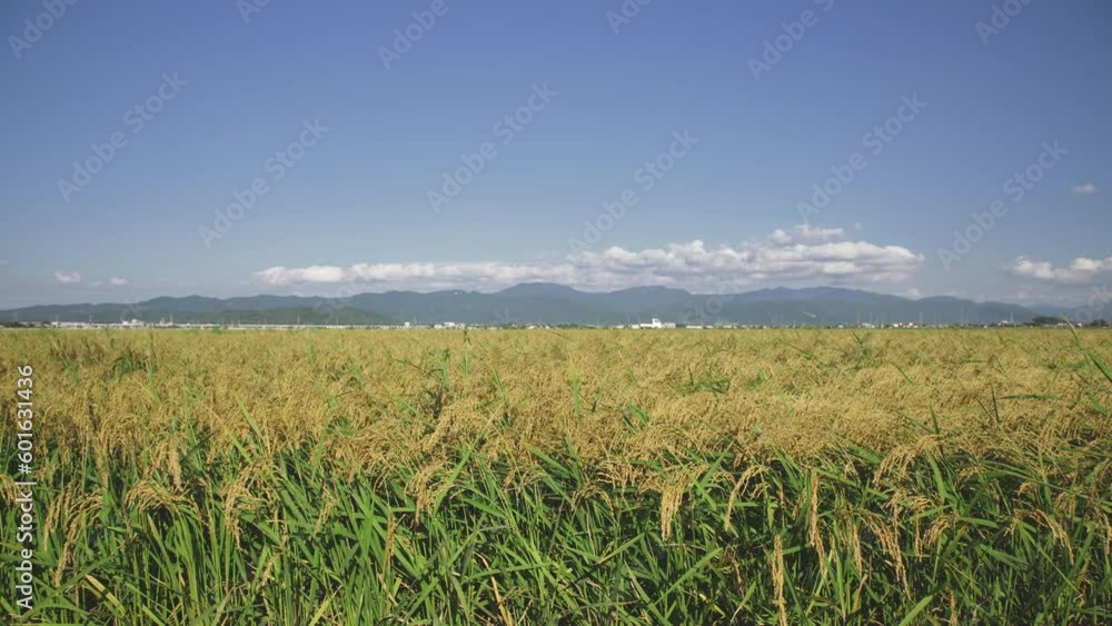 黄金の稲 田んぼ 稲 水田 日本の田園風景 福井県 坂井平野 黄金の稲 田んぼ 稲 水田 日本の田園風景 福井県 坂井平野