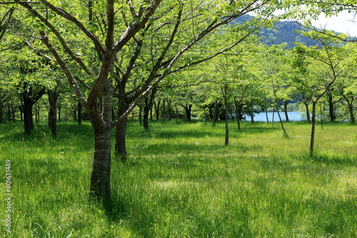 爽やかな余呉湖畔の風景