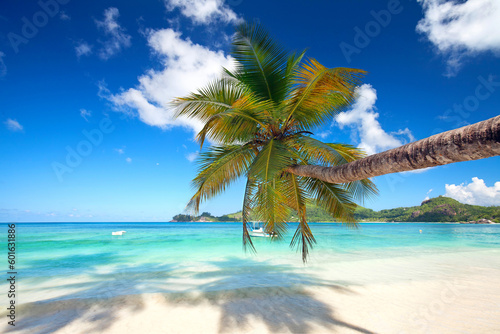 Fototapeta Naklejka Na Ścianę i Meble -  tropische Palme am Meer
