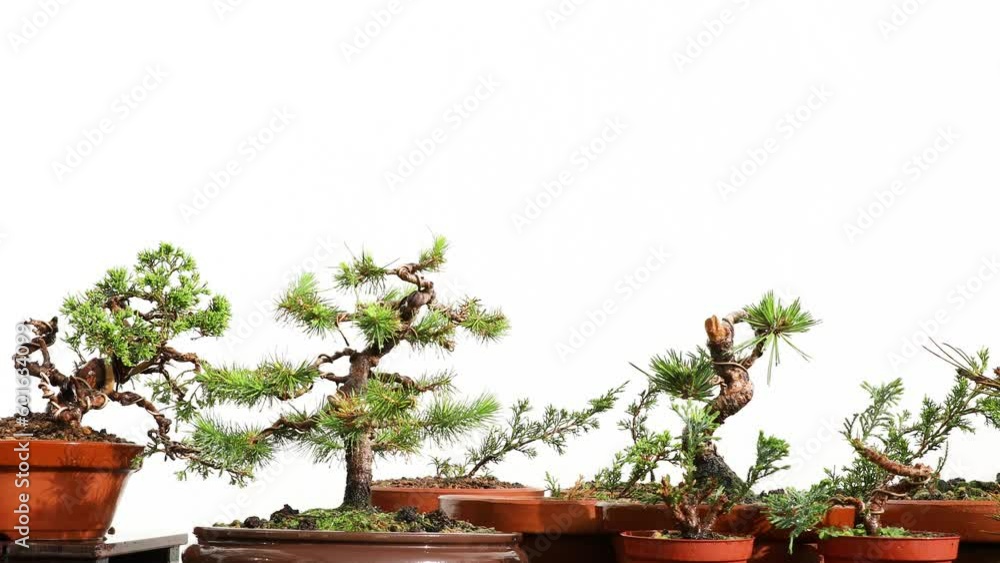 Process of watering and caring for green plant. Bonsai Gardening Concept. Process of watering and caring for green plant. Bonsai Gardening Concept.