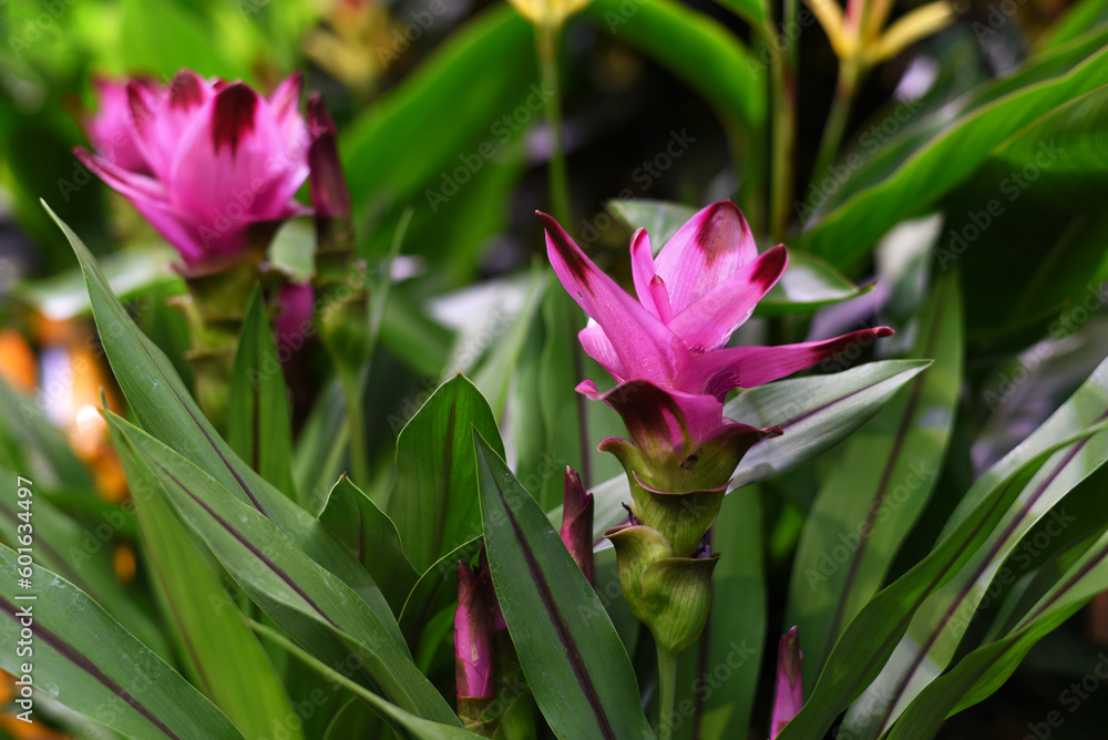 Fototapeta premium Indoor. Pink exotic flower close-up