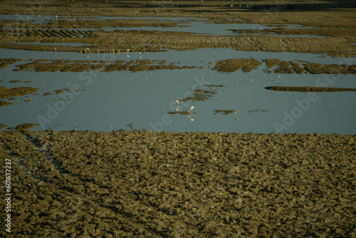 Fenicotteri in terreni paludosi sulle sponde del Nilo vicino al deserto photo