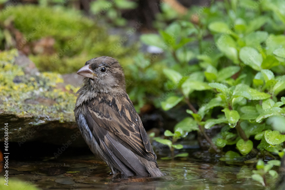 Haussperling (Passer domesticus) Haussperling (Passer domesticus)