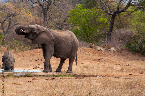 elephants at the waterhole