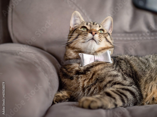 Stylish cat with bow tie relaxing on a suede couch. Fancy dressed animal.