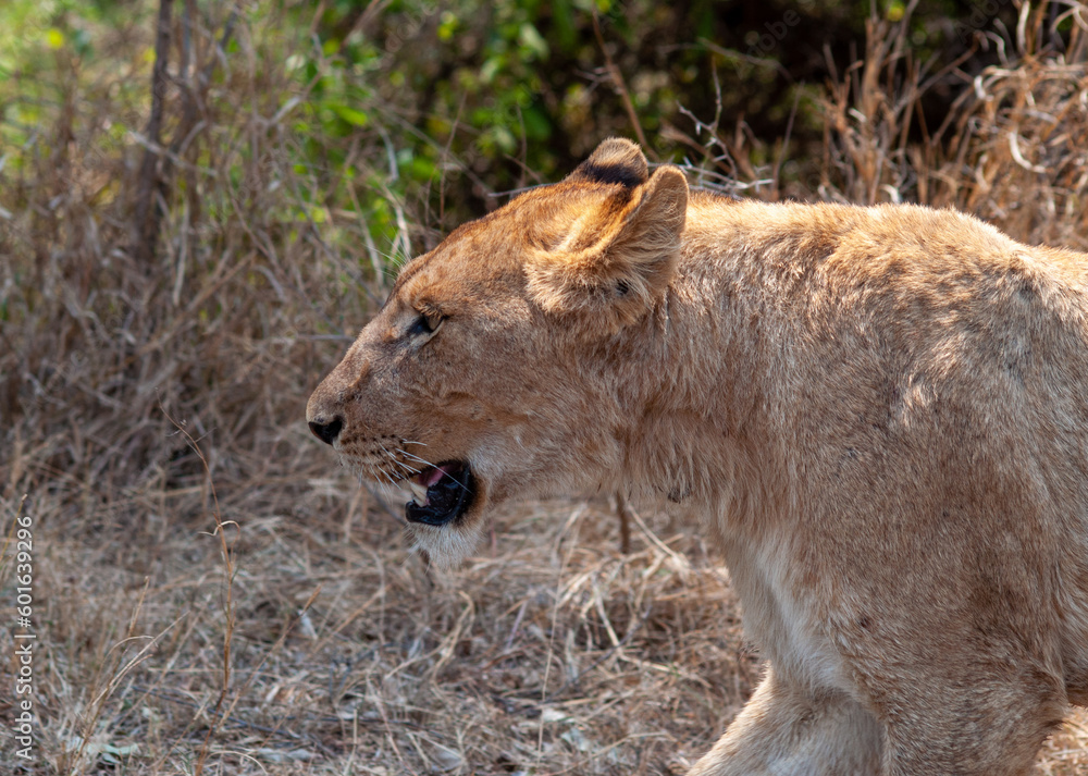 Fototapeta premium lioness in the wild