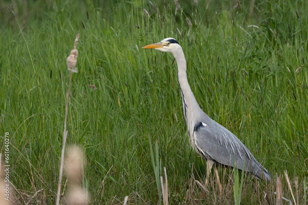 Fototapeta premium Graureiher (Ardea cinerea)