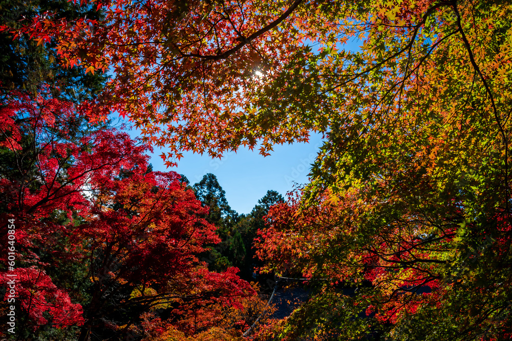 秋の京都・神護寺の金堂から見た、カラフルな紅葉