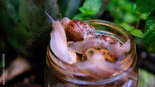 Common snails, Cornu aspersum, escaping from glass jar. Shallow focus close-up photo