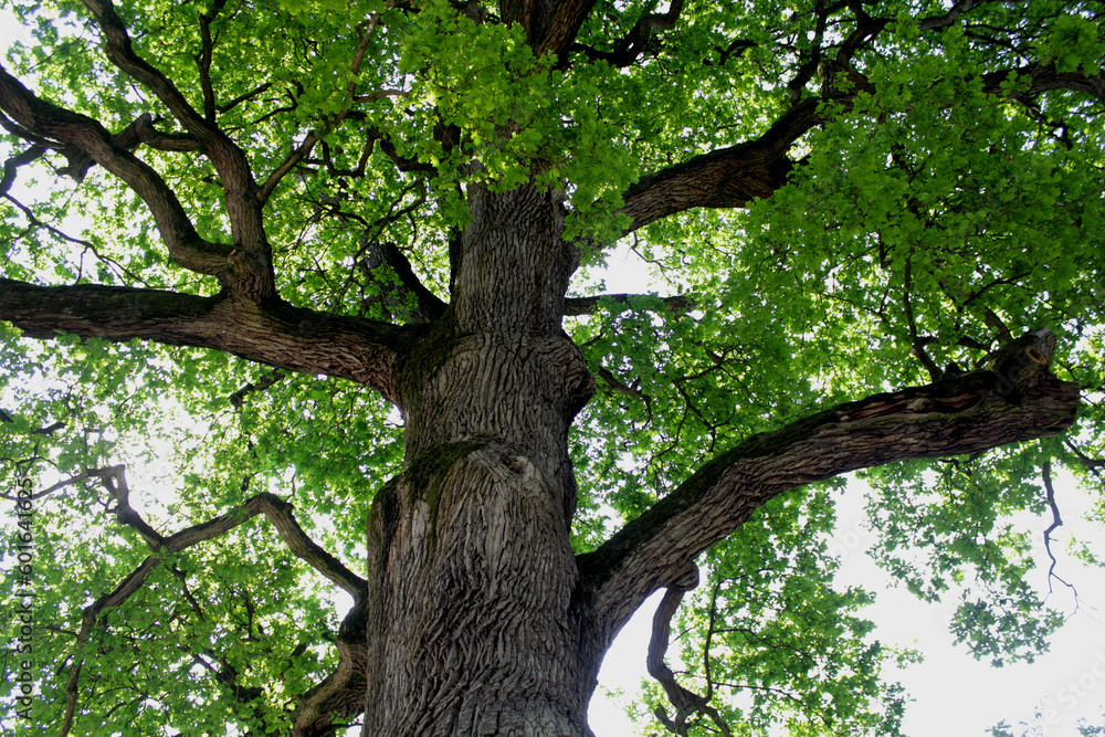 Fototapeta premium Old oak tree