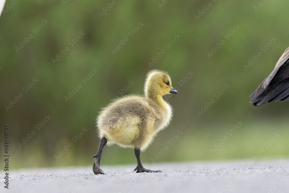 Obraz premium Kanadagans&nbsp;(Branta canadensis)