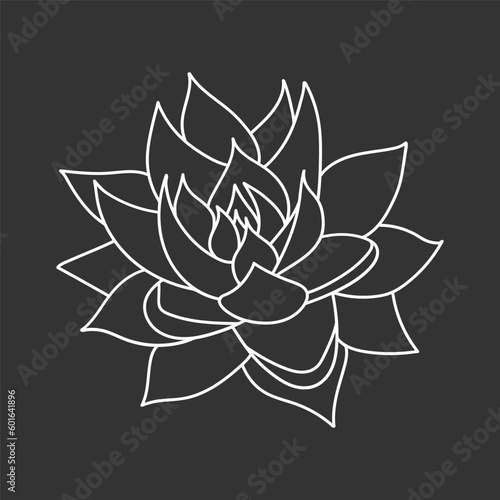 Succulent echeveria in doodle style, vector illustration. Desert flower for print and design. Outline mexican plant, graphic isolated element on chalk board background. Housplant for decor interior