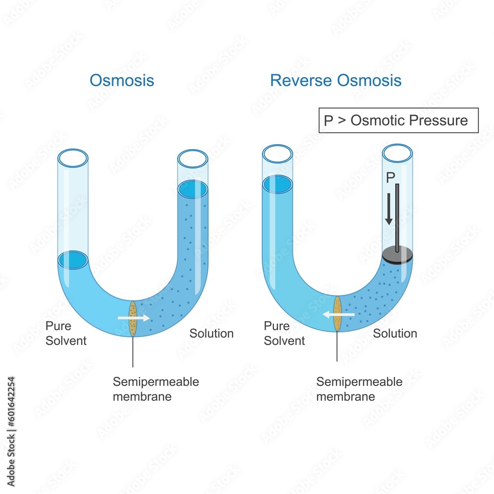 Osmosis and Reverse Osmosis. Solvent molecules pass through