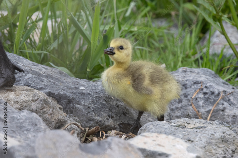 Kanadagans (Branta canadensis) Kanadagans (Branta canadensis)