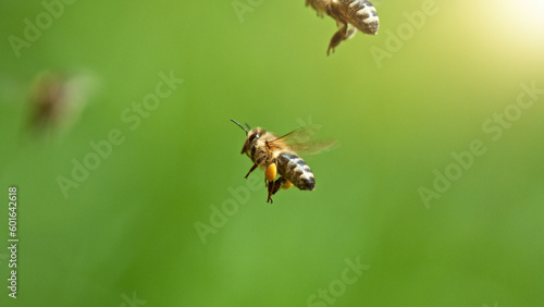 Flying honey bees isolated on green background. © Jag_cz