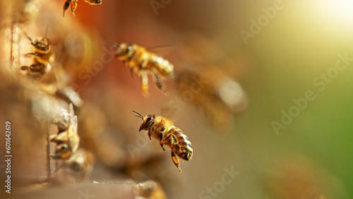 Flying honey bees into beehive. © Jag_cz