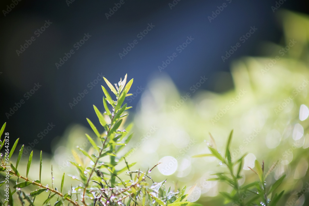 Fototapeta premium green grass and sun