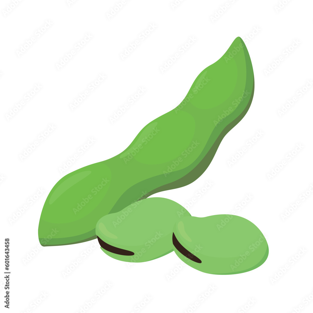 Vector illustration of fava beans. Vector illustration of fava beans.
