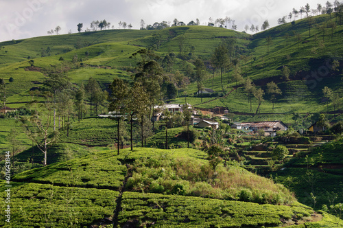 Tea plantation  tea trees  tea bushes  mountains of Sri Lanka. High quality photo
