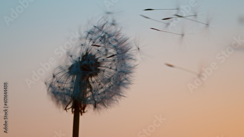 Fototapeta Naklejka Na Ścianę i Meble -  Macro Shot of Dandelion being blown, freeze motion. Outdoor scene during sunset.
