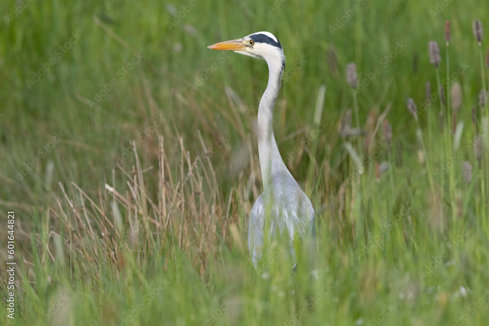 Fototapeta premium Graureiher (Ardea cinerea)