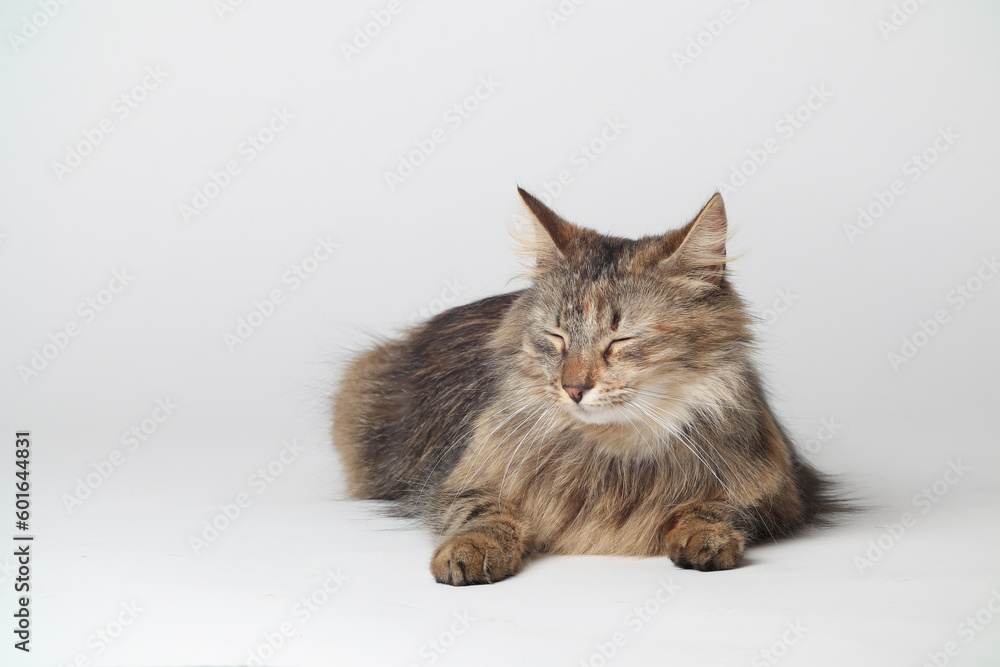 A beautiful brown cat is lying, long fur on a white background. Siberian cat. Green eyes. Fluffy paws. A beautiful brown cat is lying, long fur on a white background. Siberian cat. Green eyes. Fluffy paws.
