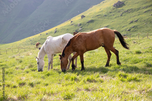 Horses grazing in the meadow of Juta village