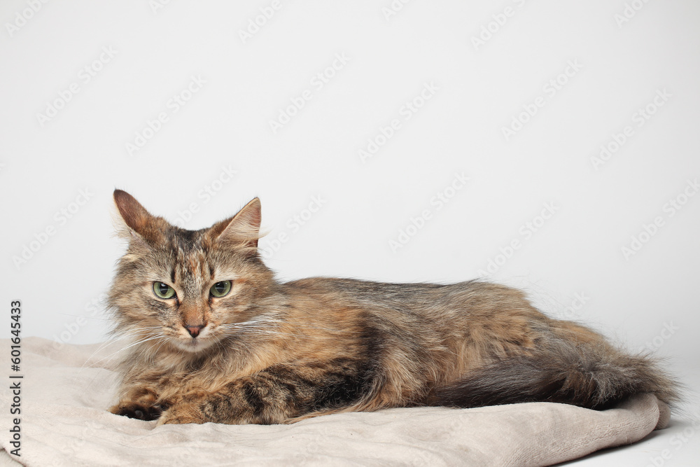 A beautiful brown cat is lying, long fur on a white background. Green eyes. Fluffy paws. Sleeping on a blanket