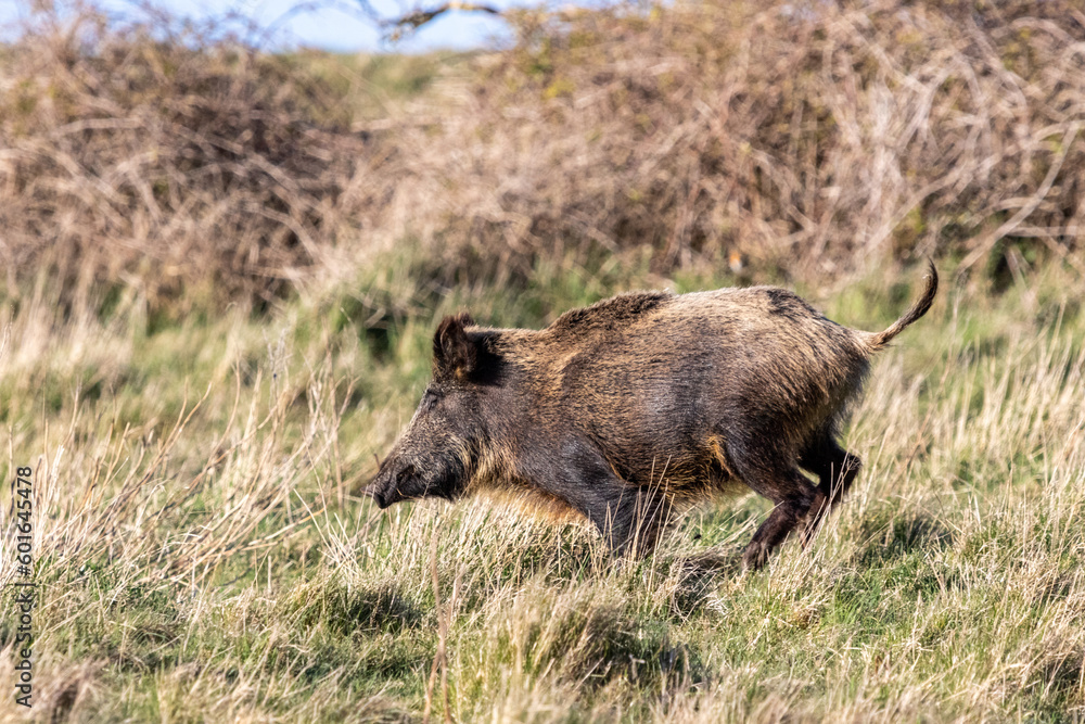 Rennendes Widschwein auf dem Deich. Rennendes Widschwein auf dem Deich.