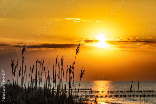 Schilfhalme am Strand bei untergehender Sonne.